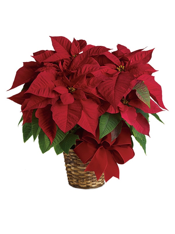 Poinsettia